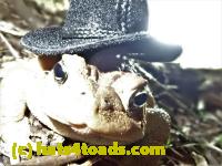 /home//u458753944/public_html/sourcegallery//Roxborough Toad Detour/2020/2020-03-20/P3200388.JPG